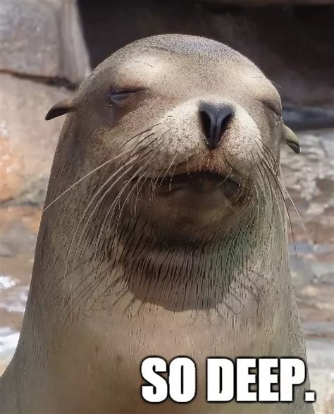 seal meme face|funny seal memes.